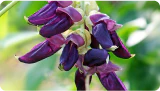 Mucuna Pruriens