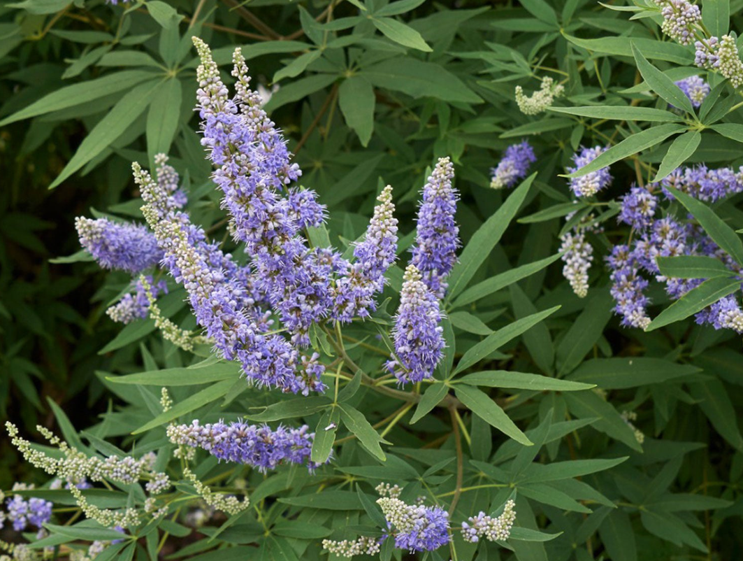 Vitex (Chaste Tree Berry)